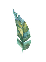 tropical leaf on white background, cute baby watercolor illustration