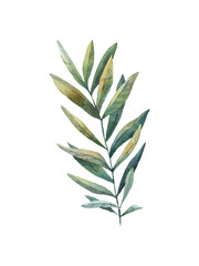 tropical leaf, branch on white background, cute watercolor childrens illustration