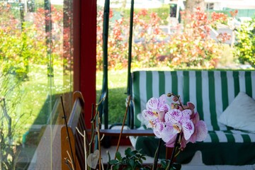 Flores y planta en un jardín en primavera.