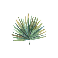 Naklejka na ściany i meble tropical palm leaf branch isolated on white background, cute watercolor childrens illustration