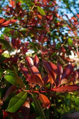 Flores y planta en un jardín en primavera.
