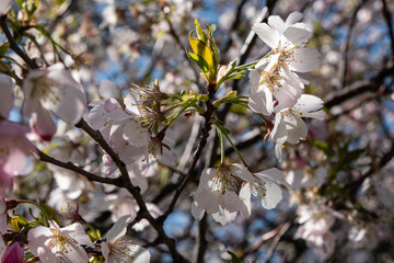 Griottier en fleurs