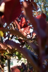 Flores y planta en un jardín en primavera.