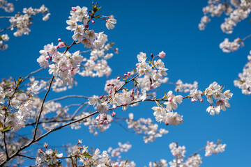 Griottier en fleurs