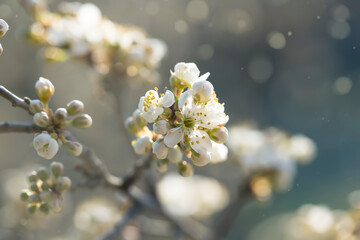 Spring blossoming trees, closeup of spring white flowers with bokeh background, , spring blooming