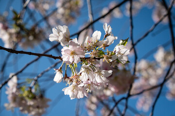 Griottier en fleurs