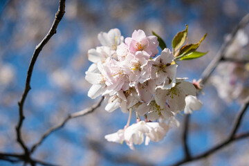 Obraz premium Griottier en fleurs