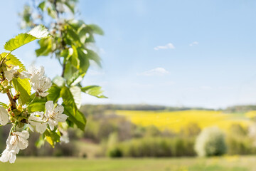 Pretty spring blossom nature background