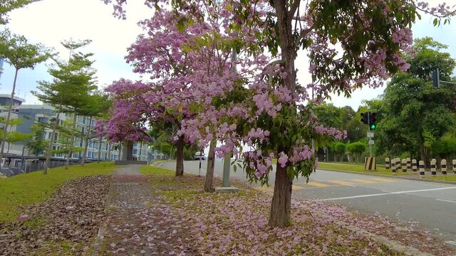 Tabebuia rosea or Pink Flower falling on the ground in the street. Photo may contain noise due to low light