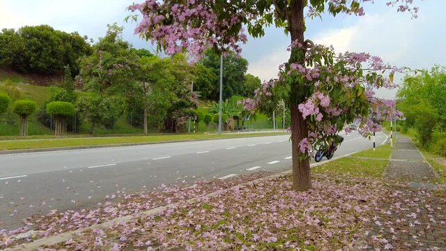 pink tecoma flower tree or Tabebuia rosea or Pink trumpet tree blooming on the street of Malaysia.