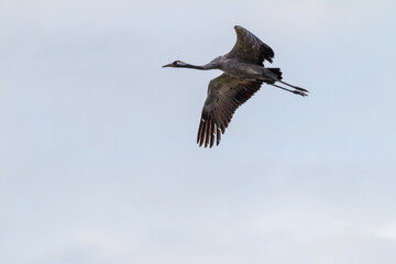 Kraniche im Anflug