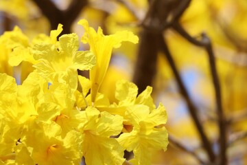 Obraz premium The beauty of yellow flowers in the tropical forest, selectable focus, yellow blur nature background.