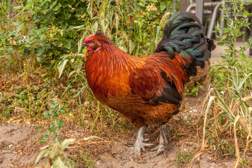 Huhn