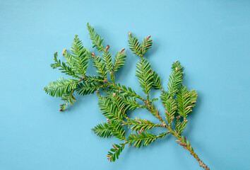 green branch of sequoia