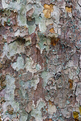 Detail of bark on a British plane tree
