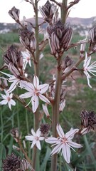 Asphodelus plant, branch with flowers