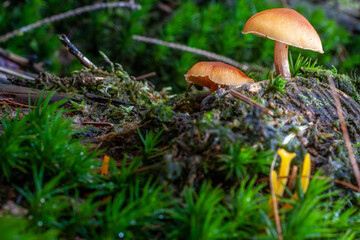 Pilze im Wald