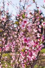 Naklejka premium Rows of flowering nectarine trees in an orchard against the background of the sky