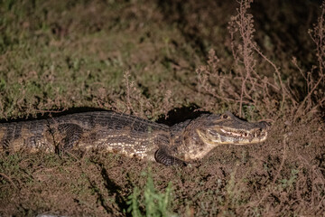 Caiman on the ground