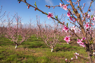 Pink flowers of nectarine tree close-up on blurred background of orchard
