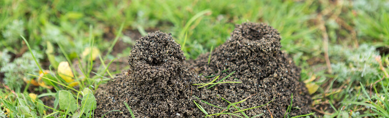 Anthill on a background of fresh greenery. Details of the wild life of ants.