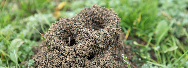 Anthill on a background of fresh greenery. Details of the wild life of ants.