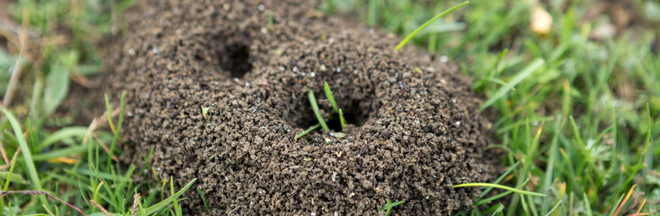 Anthill on a background of fresh greenery. Details of the wild life of ants.