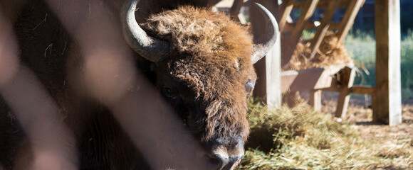 European bison - Bison bonasus .in the Moldavian reserve. © Mountains Hunter