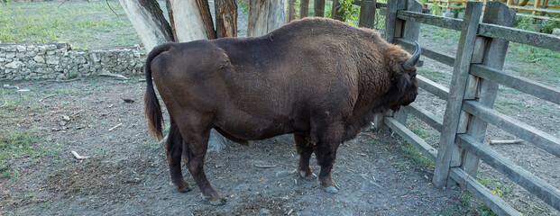 European bison - Bison bonasus .in the Moldavian reserve. © Mountains Hunter