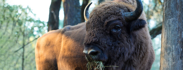 European bison - Bison bonasus .in the Moldavian reserve. © Mountains Hunter