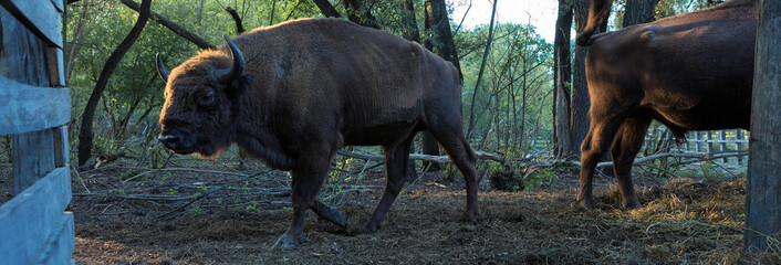 European bison - Bison bonasus .in the Moldavian reserve. © Mountains Hunter