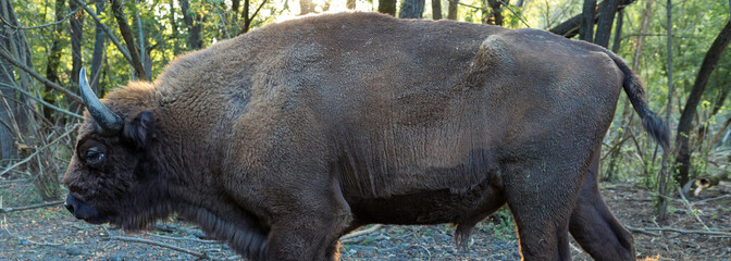 European bison - Bison bonasus .in the Moldavian reserve. © Mountains Hunter