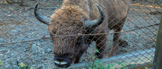 European bison - Bison bonasus .in the Moldavian reserve. © Mountains Hunter