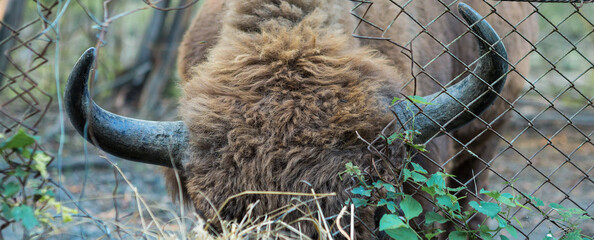 European bison - Bison bonasus .in the Moldavian reserve. © Mountains Hunter