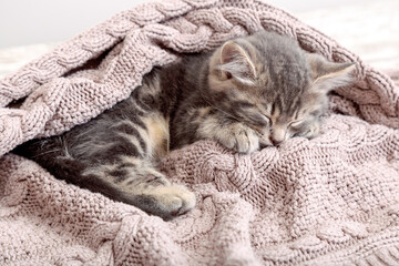 Fototapeta na wymiar Baby cat sleep on cozy pink blanket. Fluffy tabby kitten snoozing comfortably on knitted bed. Kitten lying, relaxing. Long web banner with copy space.
