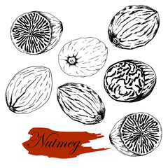 Nutmeg. Set. Stock black and white illustration. Hand drawing.Isolated on white background. For packaging of spices, vegan menus, natural products