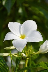 yellow flower in nature garden