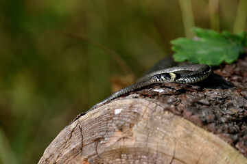 a grass snake basking in the sun lying on a pine tree trunk