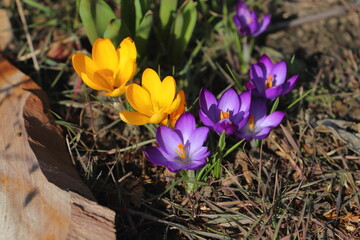 Obraz premium Blühende Krokus (gelb, lila). Blickwinkel von oben.