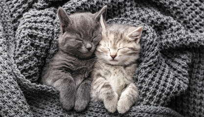 Fototapeta na wymiar Couple cute 2 kittens in love sleeping on gray soft knitted blanket. Cats rest napping on bed. Feline love friendship on valentine day. Comfortable pets sleep under blanket. Top view Long web banner