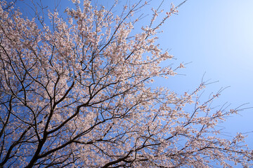 枝垂桜