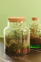 Glass terrarium next to the other . self ecosystem. terrarium bottle. ecological system. gardening. house plants. 