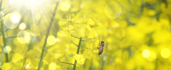 Rapeseed flowers with bee - spring background banner with flowers and insects