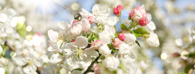 Apple tree with blossom and bumblebee - spring background banner