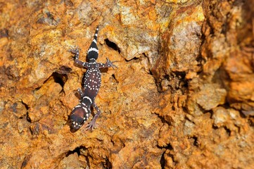  Close up of a barking gecko, slowly moving across a large boulder. 
Outback Australia.