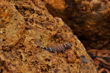 Commonly known as the thick-tailed or barking gecko, has a distinctive plump tail and sharp, barking defensive call.
Barking Gecko on a rock.