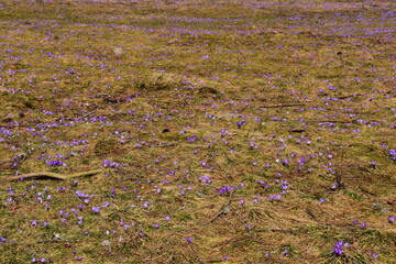 Krokusy w Tatrach, szafran spiski, łany kwiatów w TPN