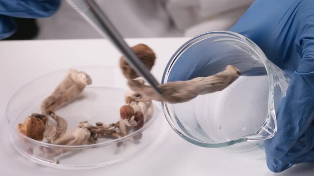 Researcher putting magic mushrooms in a laboratory glass bottle tweezers for psilocybin extraction.