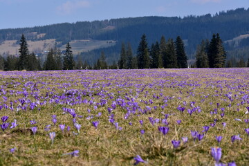 Krokusy w Tatrach, szafran spiski, łany kwiatów wgórach w Polsce,  TPN
