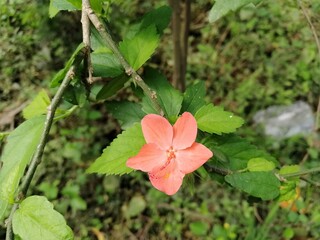 Nature beauty